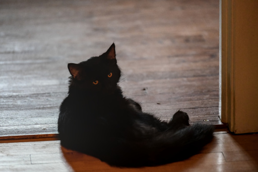 black cat, yellow eyes, sitting on hardwood floor