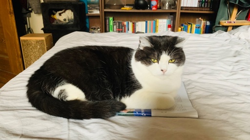 A black and white cat is lying on top of a magazine on a bed, with a cozy room backdrop featuring bookshelves and a dark cat bed. The cat has bright green eyes and a relaxed expression.