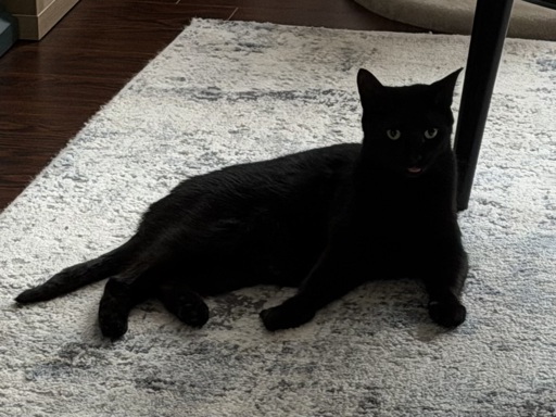 A black cat with his tongue stuck out slightly.