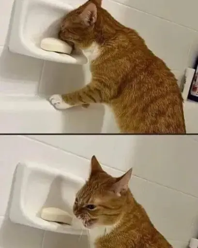 Two pictures of a orange cat biting a piece of soap and then looking unhappy