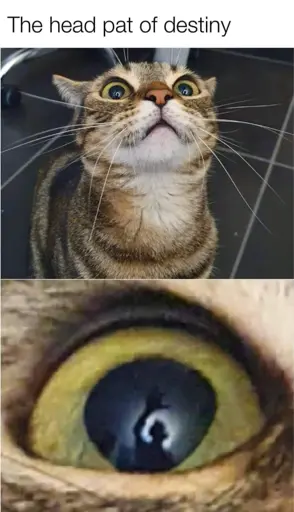 "The head pat of destiny" Picture of a cat looking up. A zoom in on it's eye showing the reflection of a hand stretched out for a head pat.