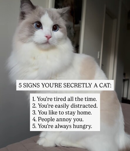 TIL I'm a cat