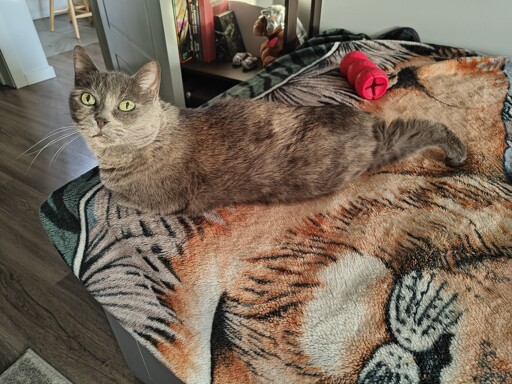 Missy does not have a tail. That is her leg. Apparently this was comfortable. 