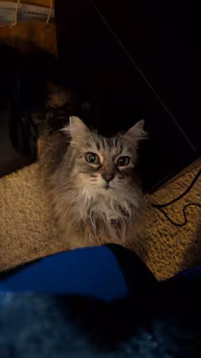 fluffy cat begging 