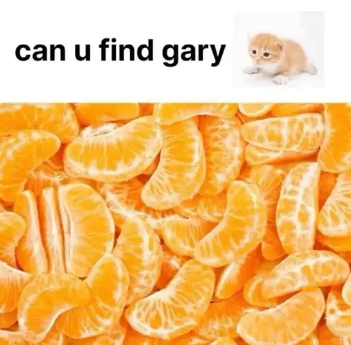 "can u find gary" Picture of a orange cat. Below a picture of mandarin orange slices with the same orange cat hidden somewhere