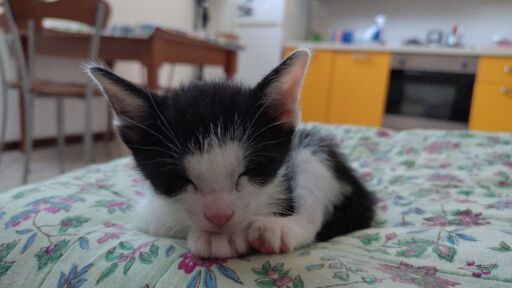 Name's Rohrschach, but everyone calls me Rory