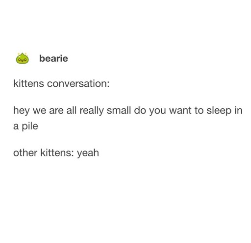 Kitten chat