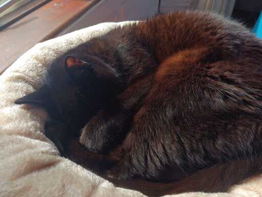 A black cat sleeping